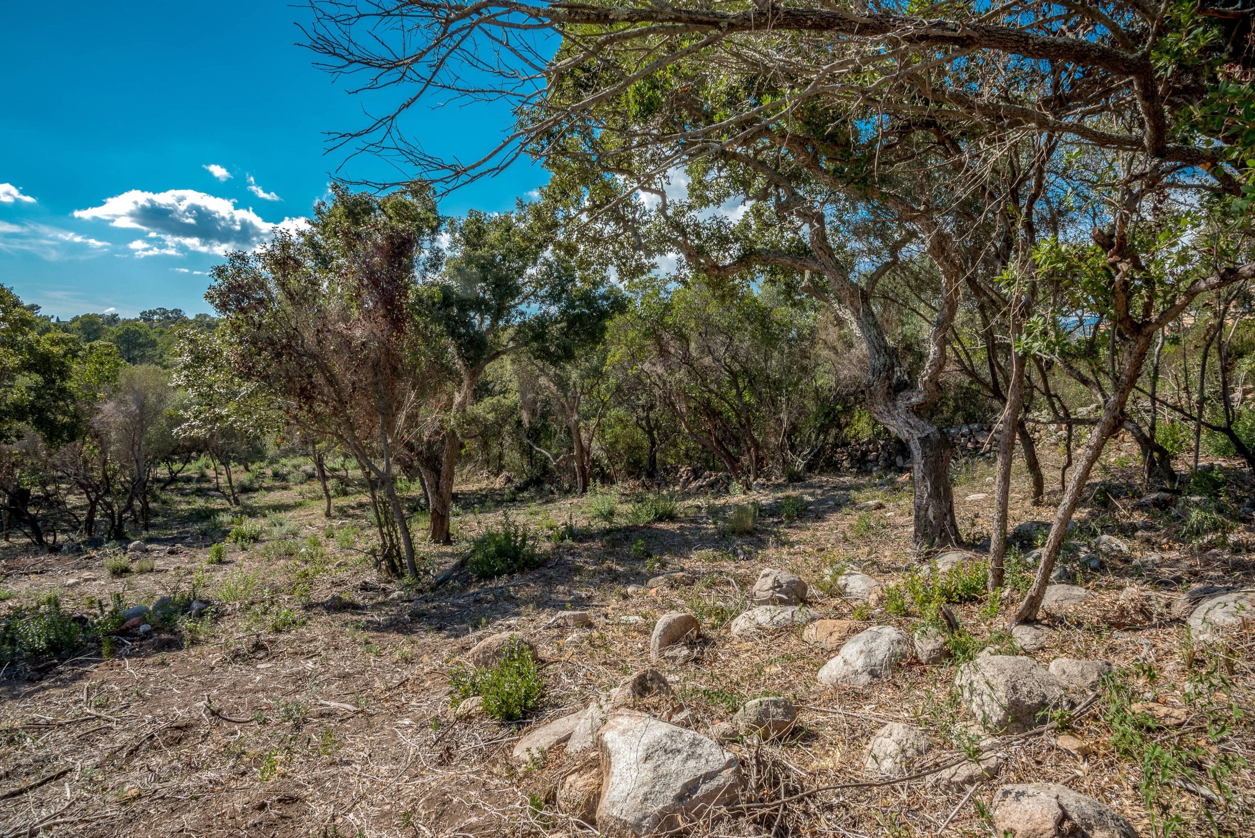 Terrain à vendre avec PC à Araso